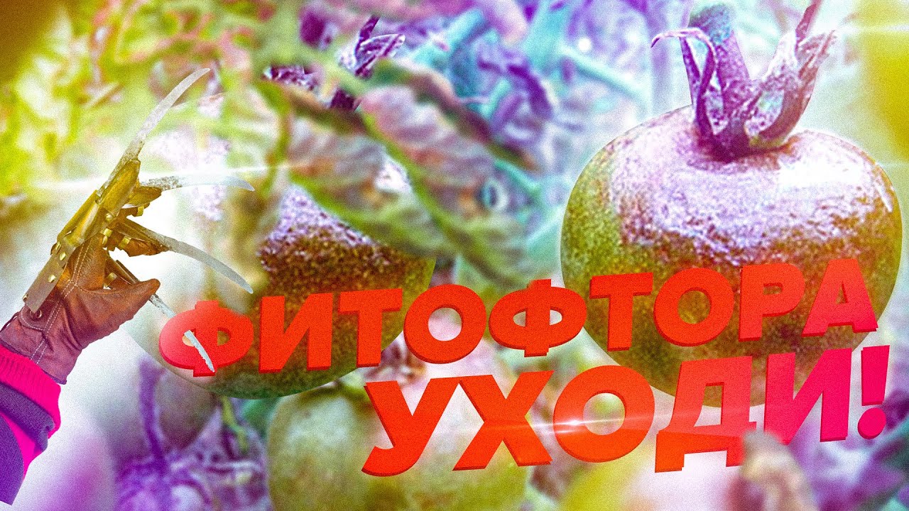 Фитофтороз на томатах в открытом грунте - YouTube
